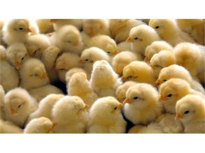 جوجه ریزی در مرغداری‌های قزوین امسال ۷.۶ درصد رشد یافت