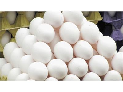 چرا قیمت تخم مرغ دوباره افزایش یافت