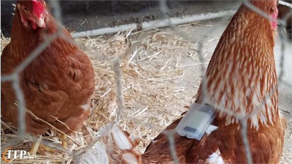 کشف آلودگی انگلی در مرغ ها با استفاده از یک سنسور کوچک