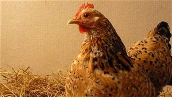 واردات مرغ و تخم‌مرغ از ایران به هرات ممنوع شد