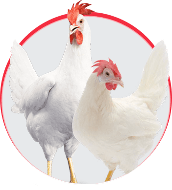 پولت 90 روزه تخمگذار سویه W-80