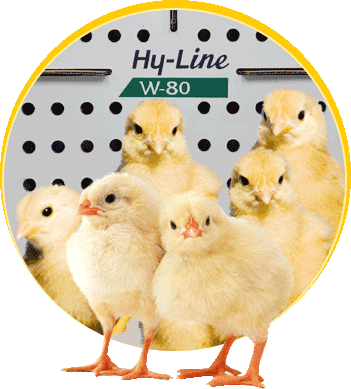 جوجه یکروزه مادر و تجاری تخمگذار سویه 
 W-80