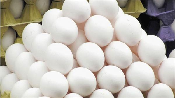 چرا قیمت تخم مرغ دوباره افزایش یافت