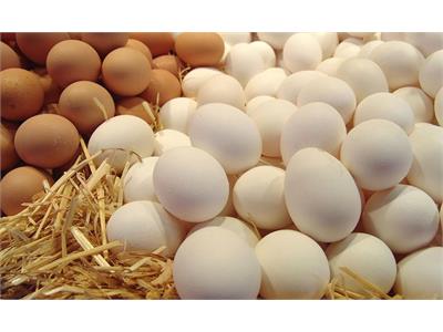 رئیس هیئت مدیره اتحادیه مرغداران میهن:صادرات روزانه تخم مرغ به ۱۲۰۰ تن رسید.