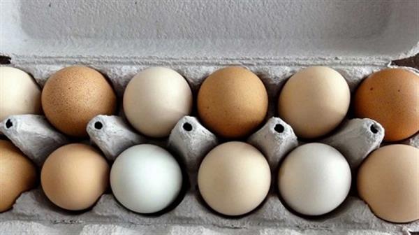 بهینه سازی اندازۀ تخم مرغ در مرغ های تخمگذار تجاری