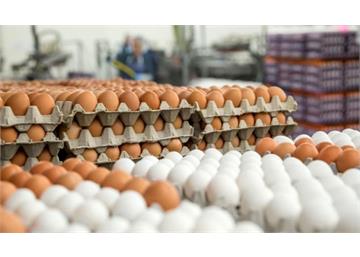 خبر خوش درباره صادرات تخم مرغ