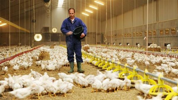 پیشنهادات یک تولیدکننده برای تنظیم بازار مرغ