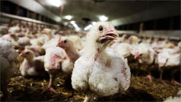 پیشنهاد مرغدارها برای قیمت هر کیلو گوشت مرغ در بازار چقدر است؟