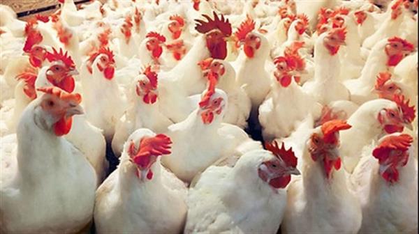 تنظیم بازار با خرید مرغ مازاد مرغداران
