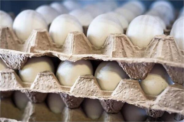 رئیس هیئت مدیره اتحادیه مرغ تخم گذار تهران: نرخ ۱۰۵ هزارتومانی هر شانه تخم مرغ منطقی است
