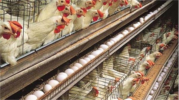 واحدهای پرورش مرغ تخمگذار نهاده دریافت میکنند