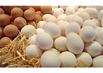 رئیس هیئت مدیره اتحادیه مرغداران میهن:صادرات روزانه تخم مرغ به ۱۲۰۰ تن رسید.