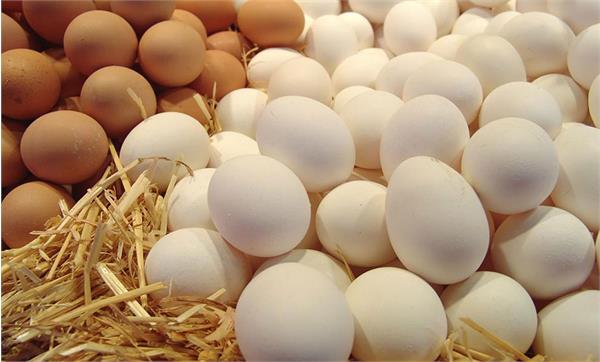 رئیس هیئت مدیره اتحادیه مرغداران میهن:صادرات روزانه تخم مرغ به ۱۲۰۰ تن رسید.