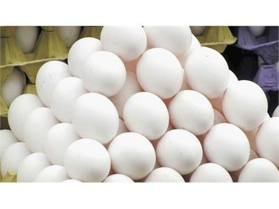 وضعیت قیمتی تخم مرغ در بازار هنوز بلاتکلیف است