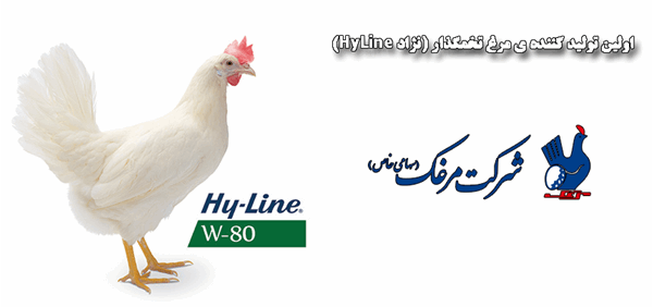 W80 اقتصادی ترین سویه در جهان