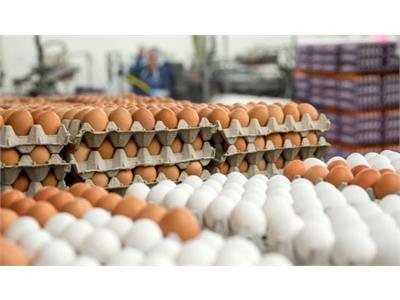 خبر خوش درباره صادرات تخم مرغ
